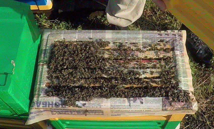 Методы Пчеловедения